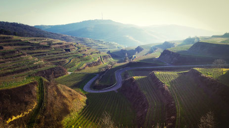 Weinberge am Kaiserstuhl