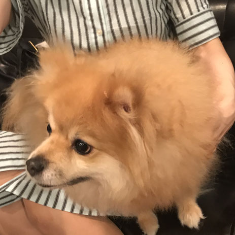 犬連れ ワークショップ ワイン講座