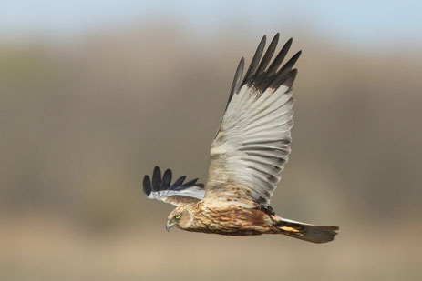 Rohrweihenmännchen (Foto:Wolfgang Höll) 