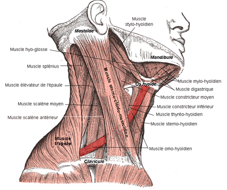 Cervicalgies, torticolis, et qi gong/do-in