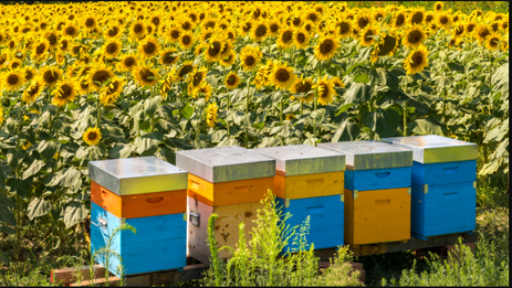 Cinq ruches multicolores de L'Abeille Noire à Amay sont placées devant un champs de fleurs de tournesols.