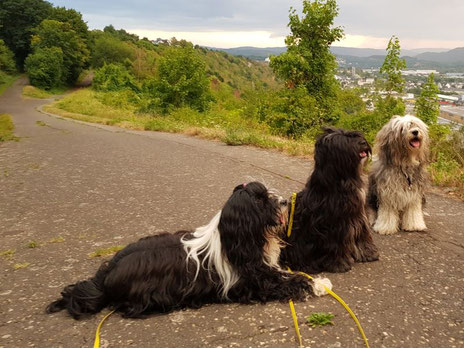 Abendspaziergang über Konz mit Lisha, Jinpa und Han-na