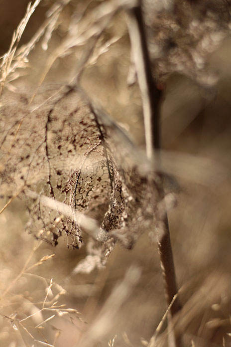 photography, natur, minimalistisch, nature_mavels, nature_magic, strukture_photography,  detais, reduction