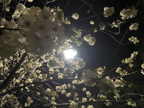 宝塚神社の桜