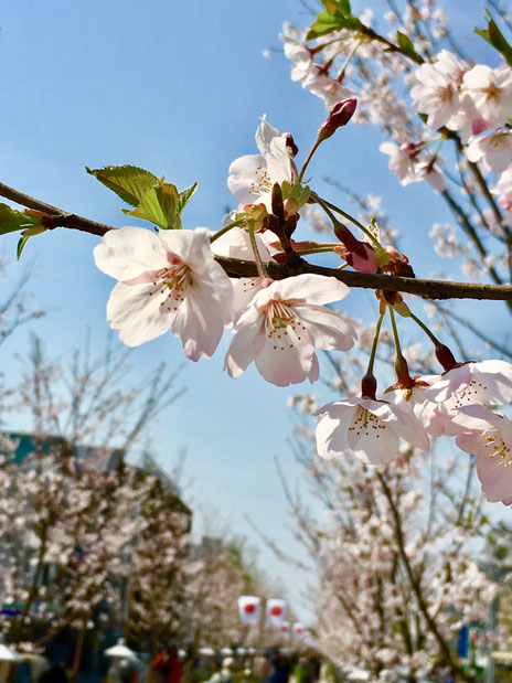 2016年3月31日　段葛の桜