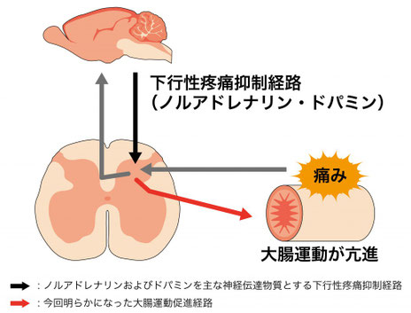 下行性疼痛抑制経路が痛みだけでなく、大腸運動も制御している可能性を示唆している。