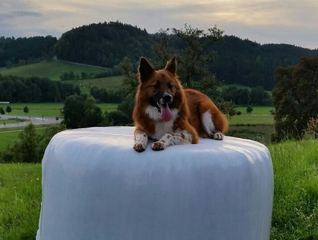 Lady Baduni hat alles im Blick!