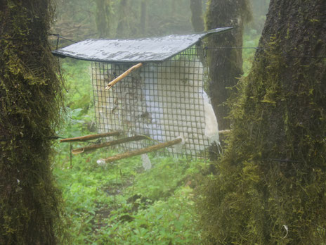 Distributeur tendu entre des arbres de Scalesia avec du matériel de nidification préparé - Photo: C. Haas
