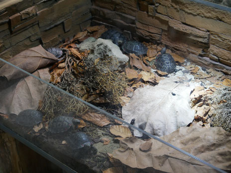 Baby tortoises in a seperate display Foto: C. Haas