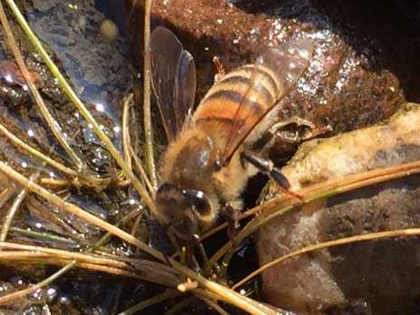 Die Bio Imkerei Im Elbe Weser Raum Bioland Imkerei Bio Biene
