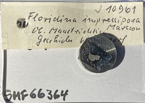Senckenberg, Bryozoa, Bryozoen, Moostierchen, Sammlung Voigt