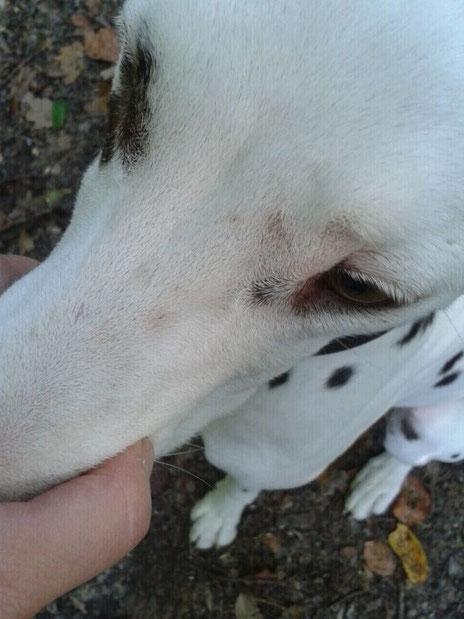 Sarcoptes Die Raude Des Hundes Warndt Waldis