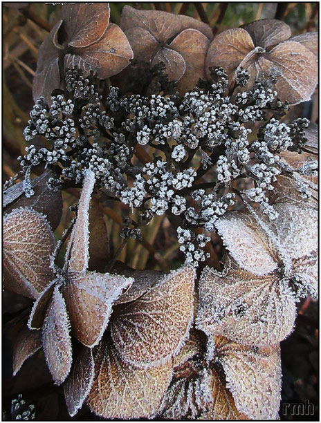 frosted hydrangea
