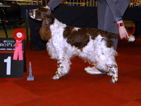 "Deb's Cortina" is BOS and wins CACIB in Groningen, Netherlands, Photo: Sebastian Feilke 