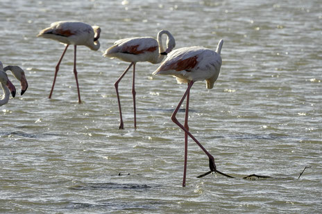 Bild: Flamingos in der Camargue in Saintes-Maries-de-la-Mer 