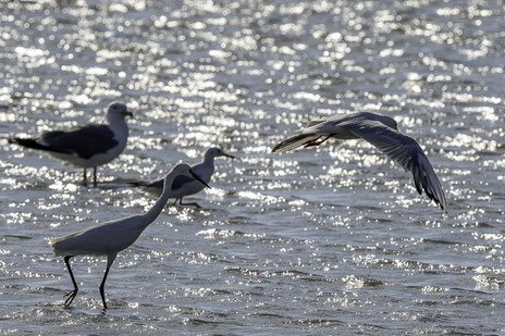 Bild: Möve in der Camargue in Saintes-Maries-de-la-Mer