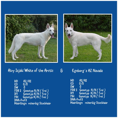 Wurfplanung Stockhaar-Welpen Weisser Schweizer Schäferhunde, C-Wurf Planung