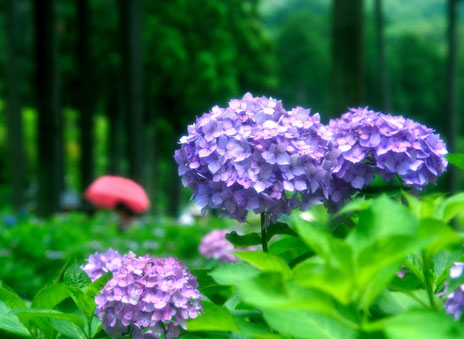 ６月のイメージ　紫陽花