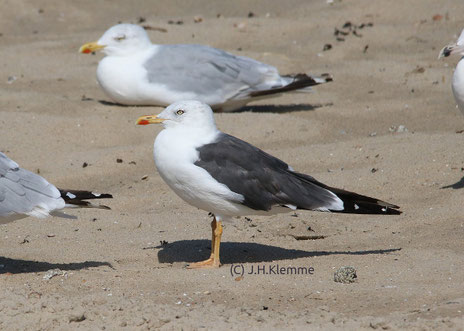 Bildmitte: Heringsmöwe (Larus fuscus, Unterart fuscus) Etwa so groß wie die Silbermöwe (L. argentatus), aber nicht so häufig. Küste bei Zoutelande, NL [September]