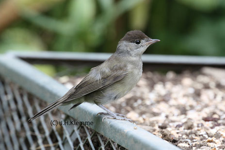 Mönchsgrasmücke (Sylvia atricapilla). Auf dem Foto ein junges Männchen, bei dem die arttypische dunkle Kopfplatte noch nicht tief-schwarz ist [August]