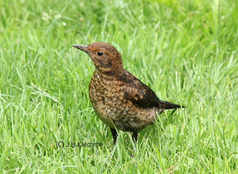 Amsel (Turdus merula). In Mitteleuropa die häufigste Drossel. Auf dem Foto ein selbständiger Jungvogel [Juli]