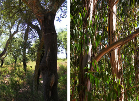 Korkeiche (links) und Eukalyptus (rechts)