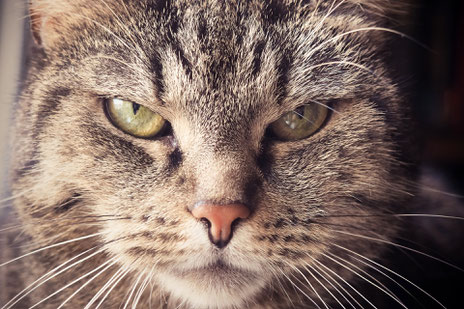 Grumpy Cat als mürrischer skeptischer unzufriedener Kunde