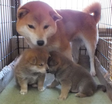 赤柴桜とその子犬たちの画像