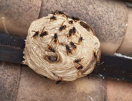 Sos frelons Intervention sur nid de frelons Destruction ...