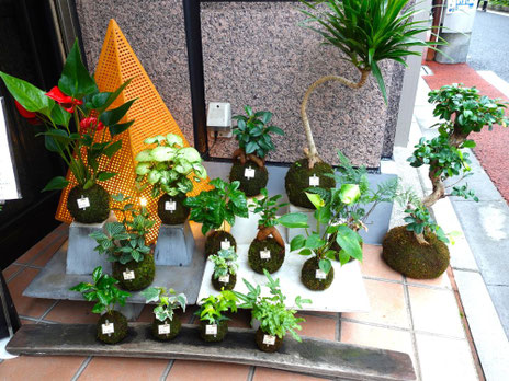 目黒川沿いの店舗には、大小さまざまな苔玉が並びます