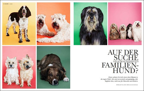 von links oben nach rechts unten: Springer Spaniel, Soft Coated Wheaten Terrier, Wäller (Harald), Havaneser, Cairn Terrier, Wäller (Carlsson)