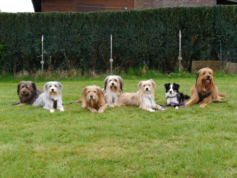 Hennes, Murmel, Luna, Kiwi, Malou, Tatü & Emil