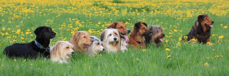 v. links: Luna (Mix), Malou, Luna, Murmel, Kiwi, Carlsson, Havanna, Hennes, Janus, Foto: © Malte Bickel