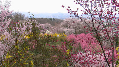 　　　　　　　　　　　　　　　　　　　　２０１０年４月１４日