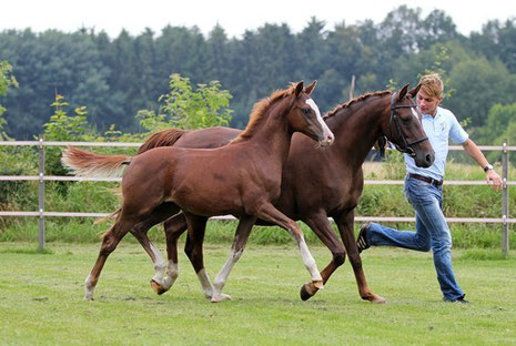 Grenzhoehes My Destination *2012 v. Grenzhoehes My Fireball a.d. Destiny