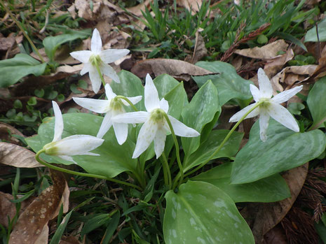 白花かたくり　かたくり群生の郷