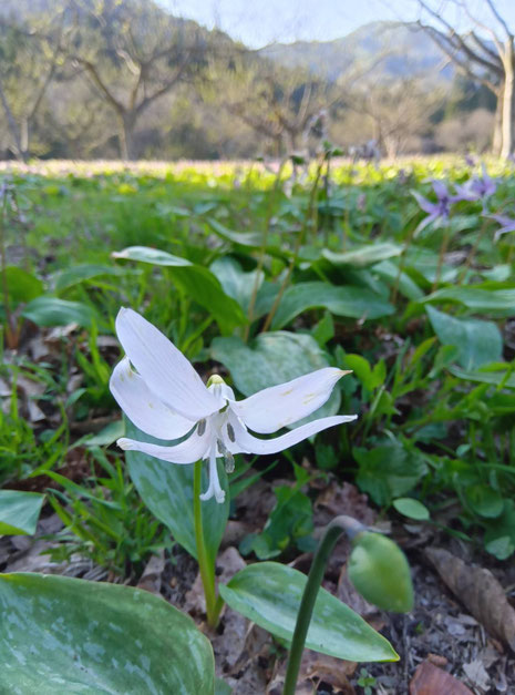 白花かたくり