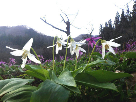 白花かたくり　かたくり群生の郷