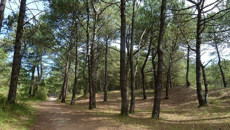 Paysage emblématique de la zone atlantique, les pins maritimes au fil du sentier de randonnée menant au sommet du mont St Frieu - Côte d'Opale, Pas de Calais
