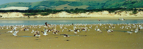 La baie de Canche à marée basse, lieu de rassemblement des oiseaux