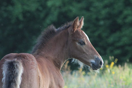 Gribouille, 25 jours, photo Jehanne K