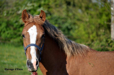 French Kiss d'Extra, 2 ans