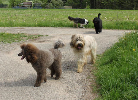 Das ist unsere Großpudelhündin Schoko mit Ihrem Freund einen Briard