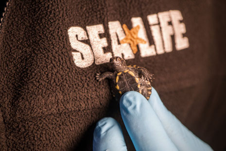 Die Kinder sind dazu aufgerufen, auch einen Namen für eine Babyschildkröte zu nennen, deren Patenschaft sie übernehmen möchten.