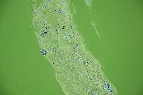 Cyanobakterien. | Foto: Nadja Neumann