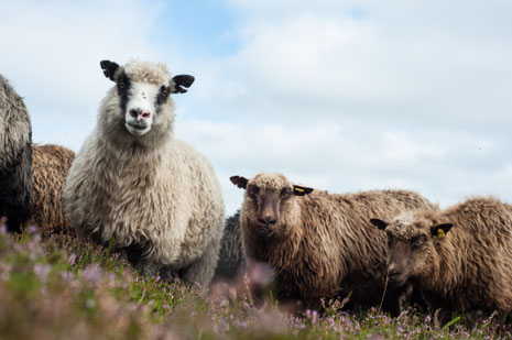 Zu den Pflegemaßnahmen zum Erhalt der Heide gehört neben dem Plaggen auch der Einsatz der Wanderschafherde. (c) Holm Löffler