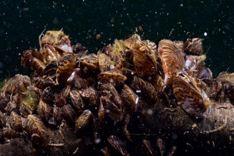 Quagga-Muscheln. | Foto: Solvin Zankl