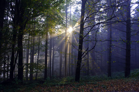 Martinsteinhiesli Wald Gengenbach © D. Wissing Gengenbach Kultur- und Tourismus GmbH