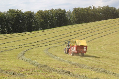 Im Sommer wird das Heu eingefahren