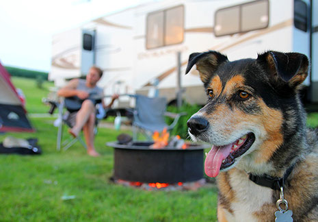Hund vor Wohnmobil Camping mit Hund 2026